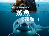 《摄影师贝尔蒂与鲨鱼零距离》跟着贝尔蒂深入鲨鱼领地，探索它们面临的生存危机2025.7.6美国
